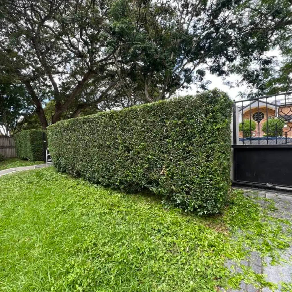 outside-hedge-trimming-image