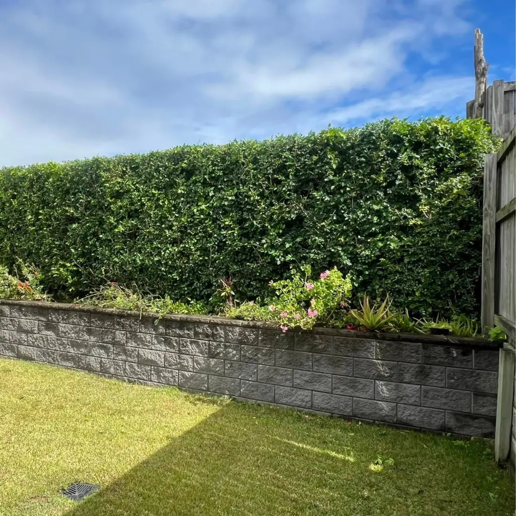 trimmed-wall-bush-image